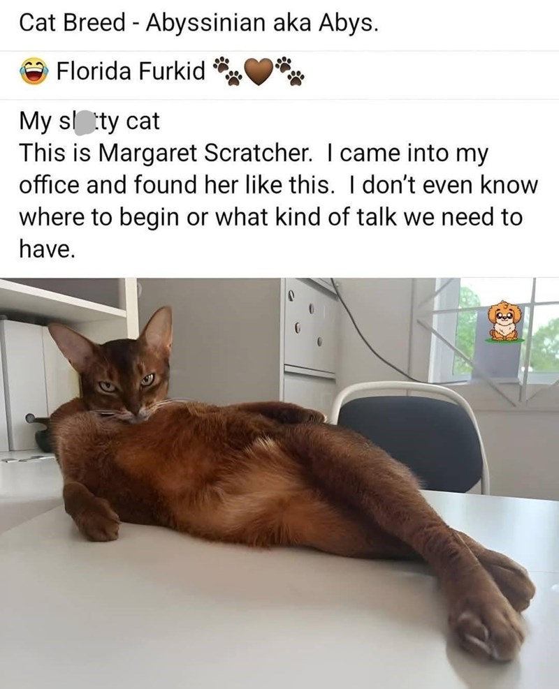 Cat Breed Abyssinian aka Abys. - Florida Furkid My sletty cat This is Margaret Scratcher. I came into my office and found her like this. I don't even know where to begin or what kind of talk we need to have.