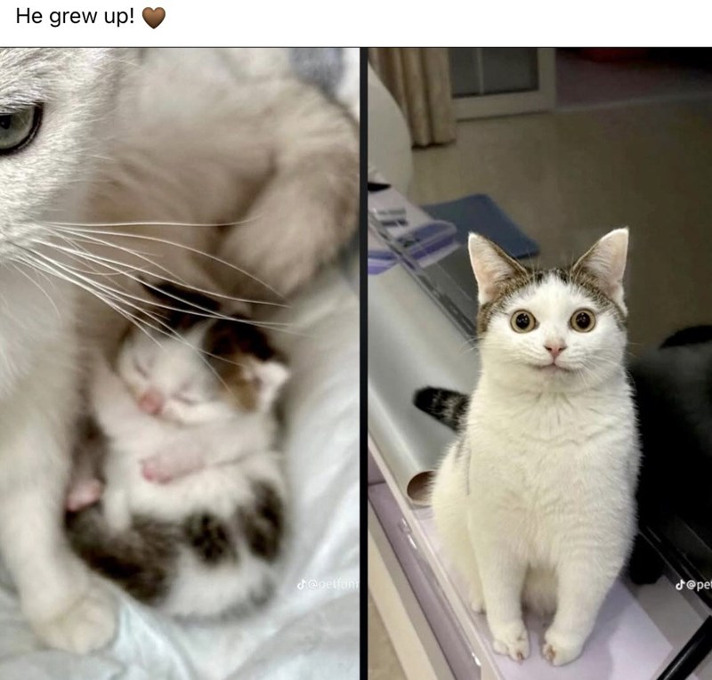 He grew up! @petfunt J@pel