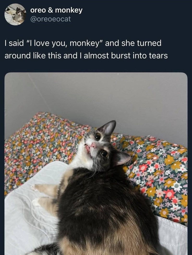 oreo & monkey @oreoeocat I said "I love you, monkey" and she turned around like this and I almost burst into tears