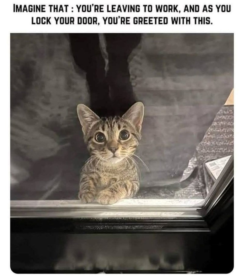 IMAGINE THAT: YOU'RE LEAVING TO WORK, AND AS YOU LOCK YOUR DOOR, YOU'RE GREETED WITH THIS.