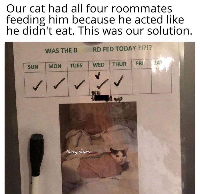 Our cat had all four roommates feeding him because he acted like he didn't eat. This was our solution. WAS THE B RD FED TODAY?!?!? SUN MON TUES WED THUR FRI ✓ Stacey deann