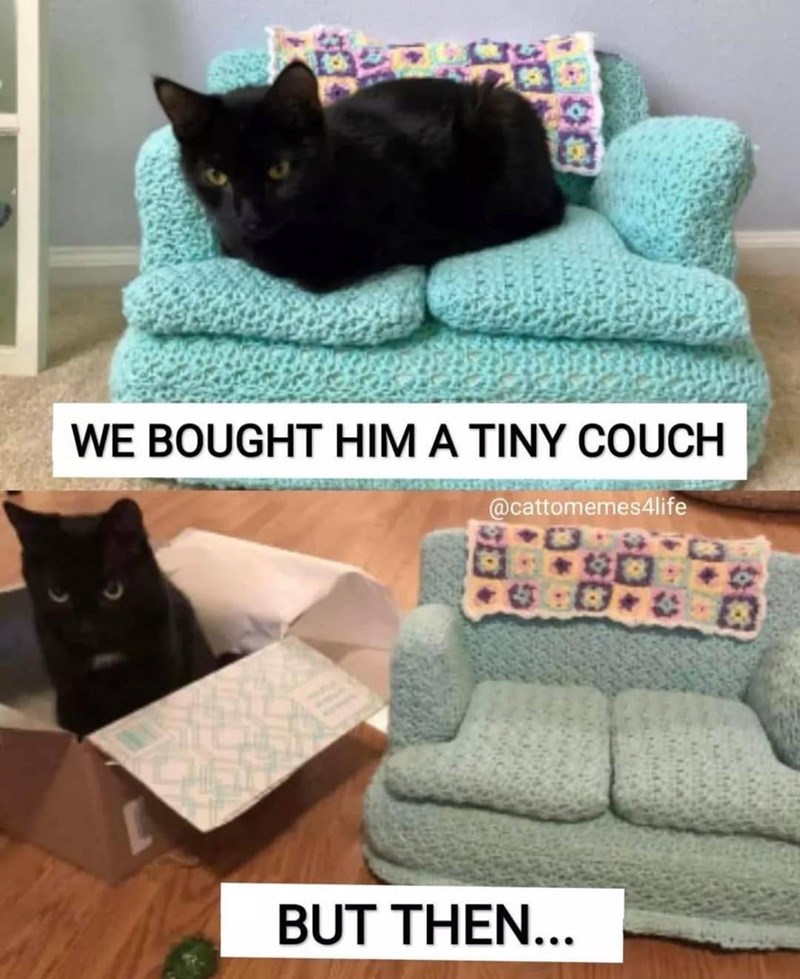 WE BOUGHT HIM A TINY COUCH @cattomemes4life BUT THEN...