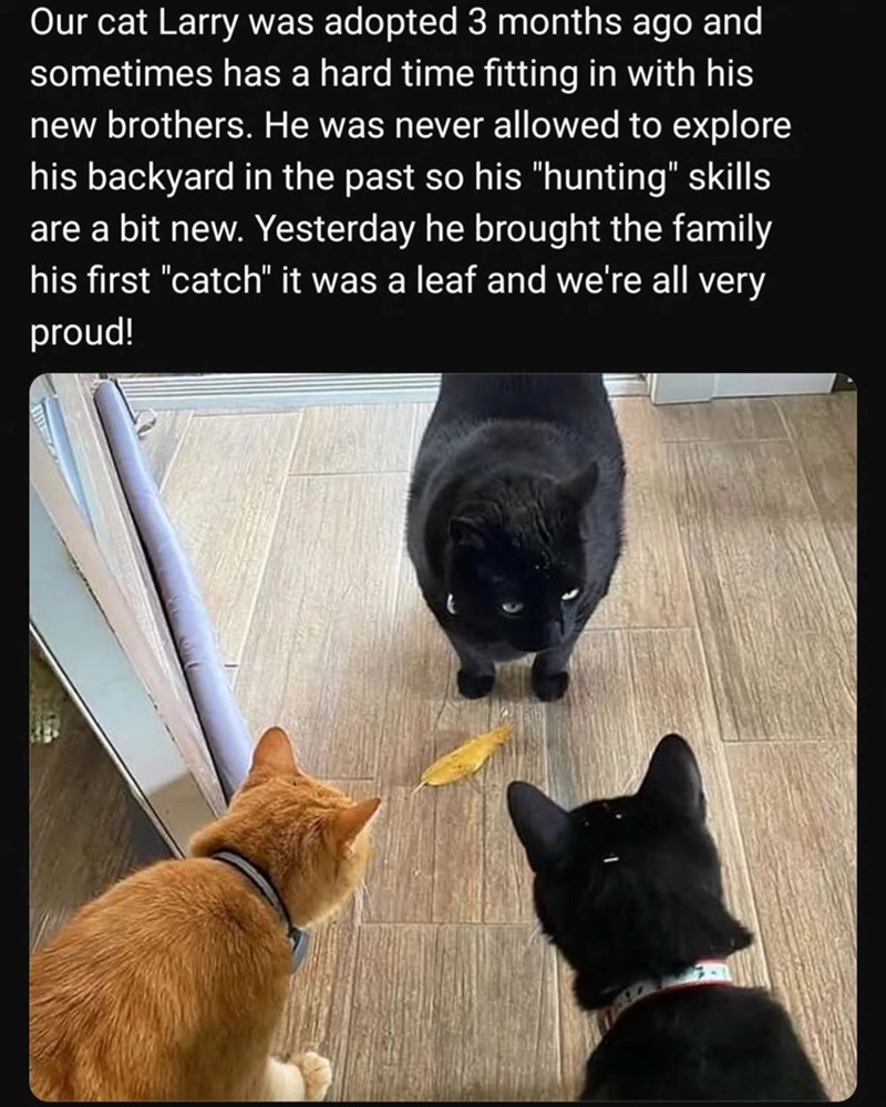 Our cat Larry was adopted 3 months ago and sometimes has a hard time fitting in with his new brothers. He was never allowed to explore his backyard in the past so his "hunting" skills are a bit new. Yesterday he brought the family his first "catch" it was a leaf and we're all very proud!
