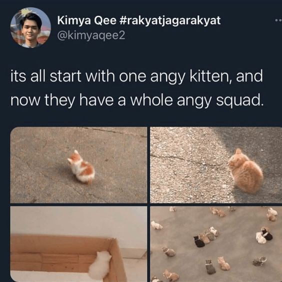 Kimya Qee #rakyatjagarakyat @kimyaqee2 its all start with one angy kitten, and now they have a whole angy squad. 20