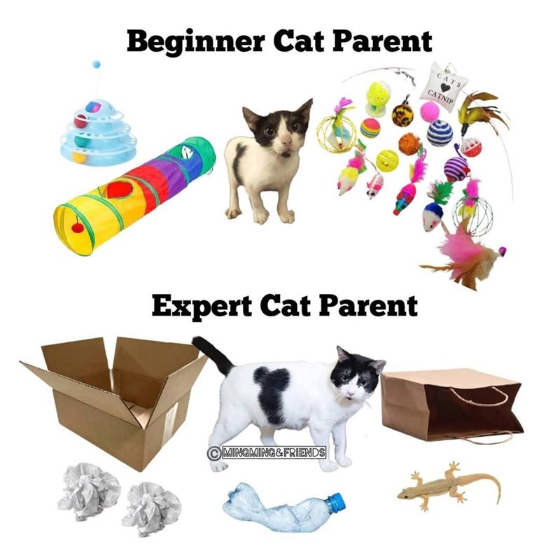 Beginner Cat Parent CATS CATNIP Expert Cat Parent MINGMING&FRIENDS
