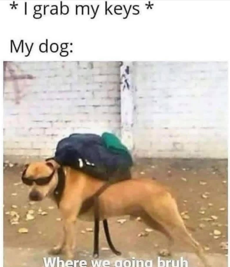 * I grab my keys * My dog: Where we going bruh