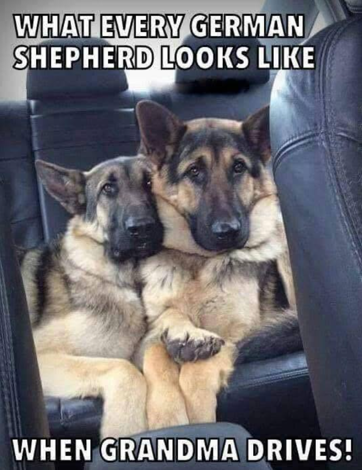 WHAT EVERY GERMAN SHEPHERD LOOKS LIKE WHEN GRANDMA DRIVES!