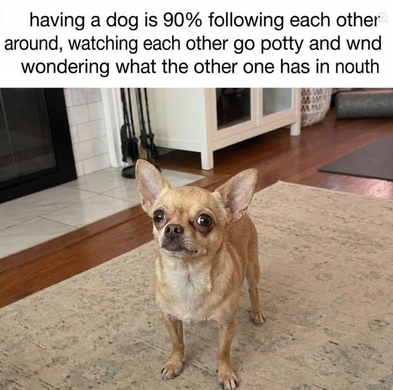 having a dog is 90% following each other around, watching each other go potty and wnd wondering what the other one has in nouth wwwww MW