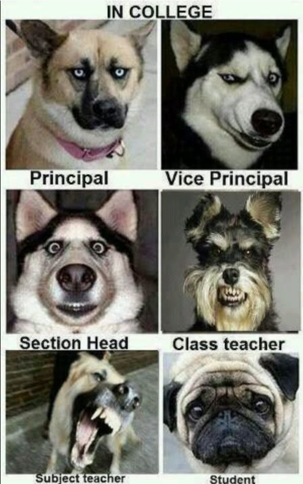 IN COLLEGE Principal Vice Principal Section Head Class teacher Subject teacher Student