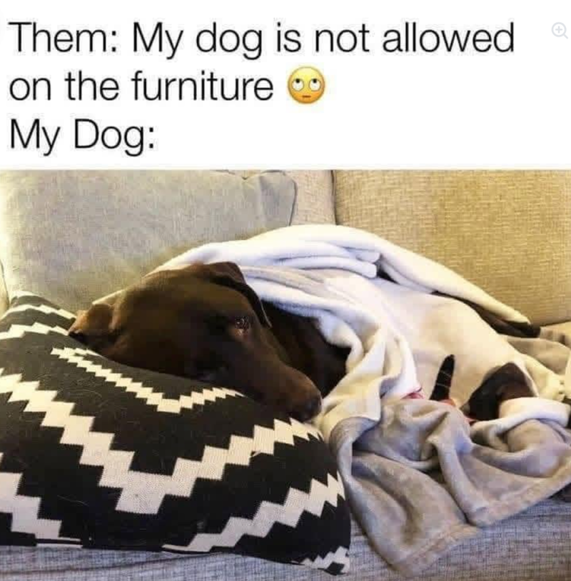 Them: My dog is not allowed. on the furniture My Dog: