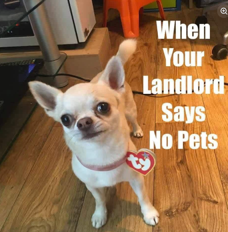 When Your Landlord Says No Pets +