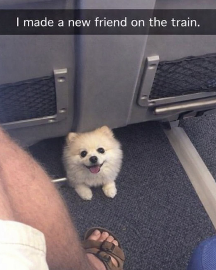 I made a new friend on the train.
