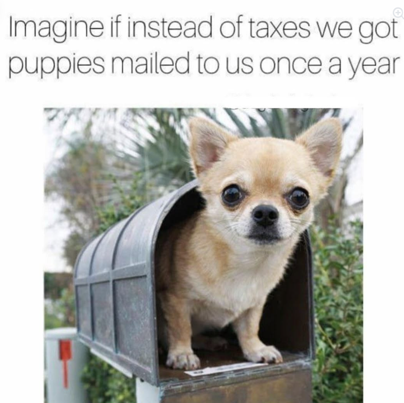Imagine if instead of taxes we got puppies mailed to us once a year