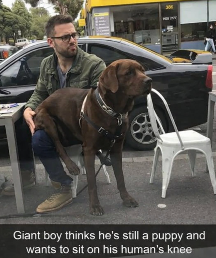 386 9995 2777 Giant boy thinks he's still a puppy and wants to sit on his human's knee