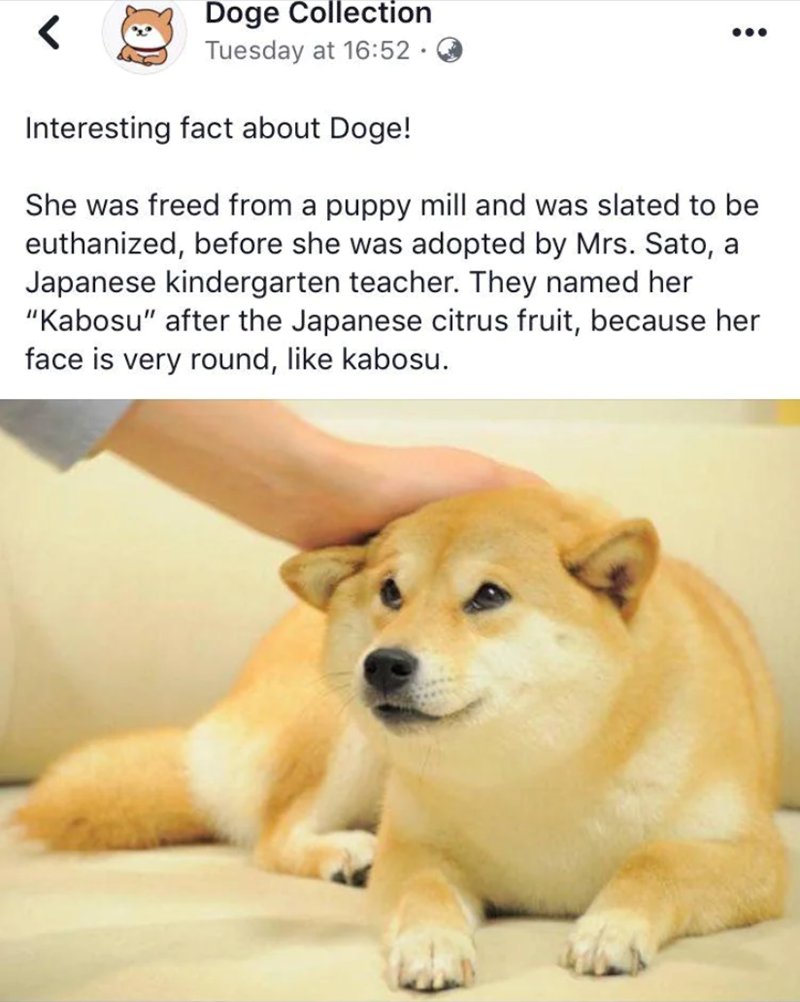 Doge Collection Tuesday at 16:52. Interesting fact about Doge! She was freed from a puppy mill and was slated to be euthanized, before she was adopted by Mrs. Sato, a Japanese kindergarten teacher. They named her "Kabosu" after the Japanese citrus fruit, because her face is very round, like kabosu.