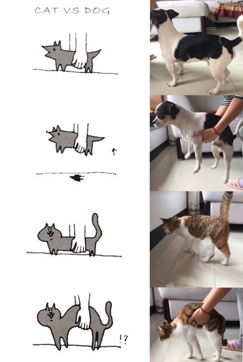 CAT VS DOG 17