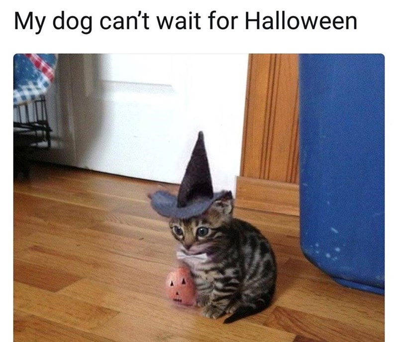 My dog can't wait for Halloween