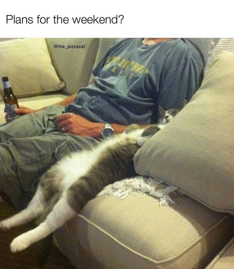 Plans for the weekend? @the_pizzacat