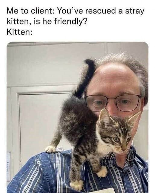 Me to client: You've rescued a stray kitten, is he friendly? Kitten: UVER