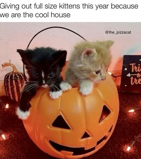 Giving out full size kittens this year because we are the cool house @the_pizzacat Tri tre