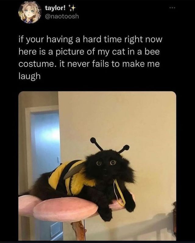 taylor! @naotoosh if your having a hard time right now here is a picture of my cat in a bee costume. it never fails to make me laugh