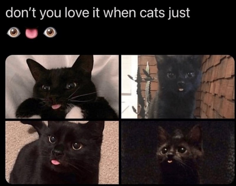 don't you love it when cats just
