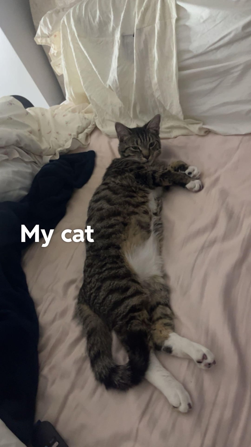 My cat