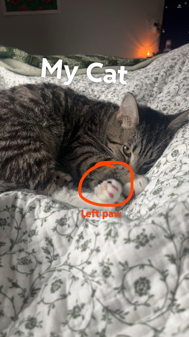 My Cat Left pa
