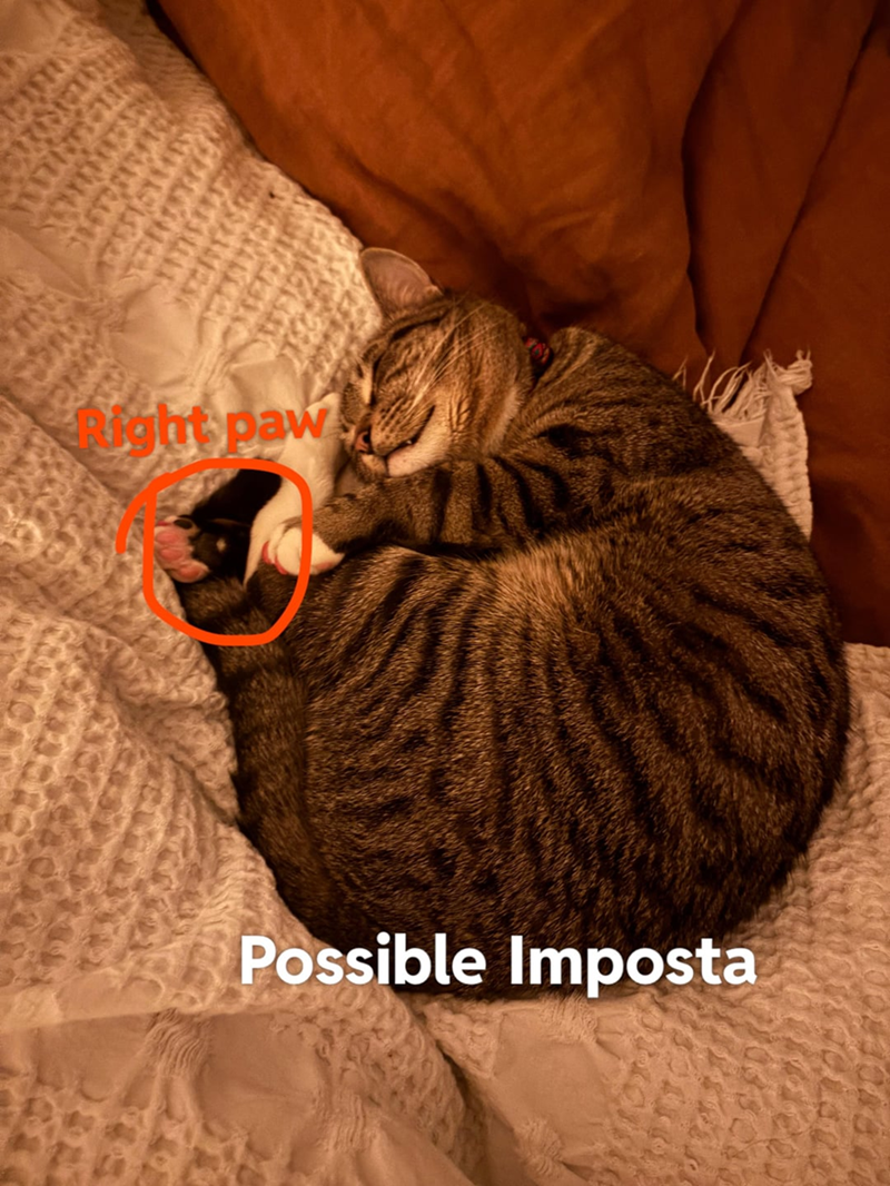 WINDY IN Right paw Possible Imposta