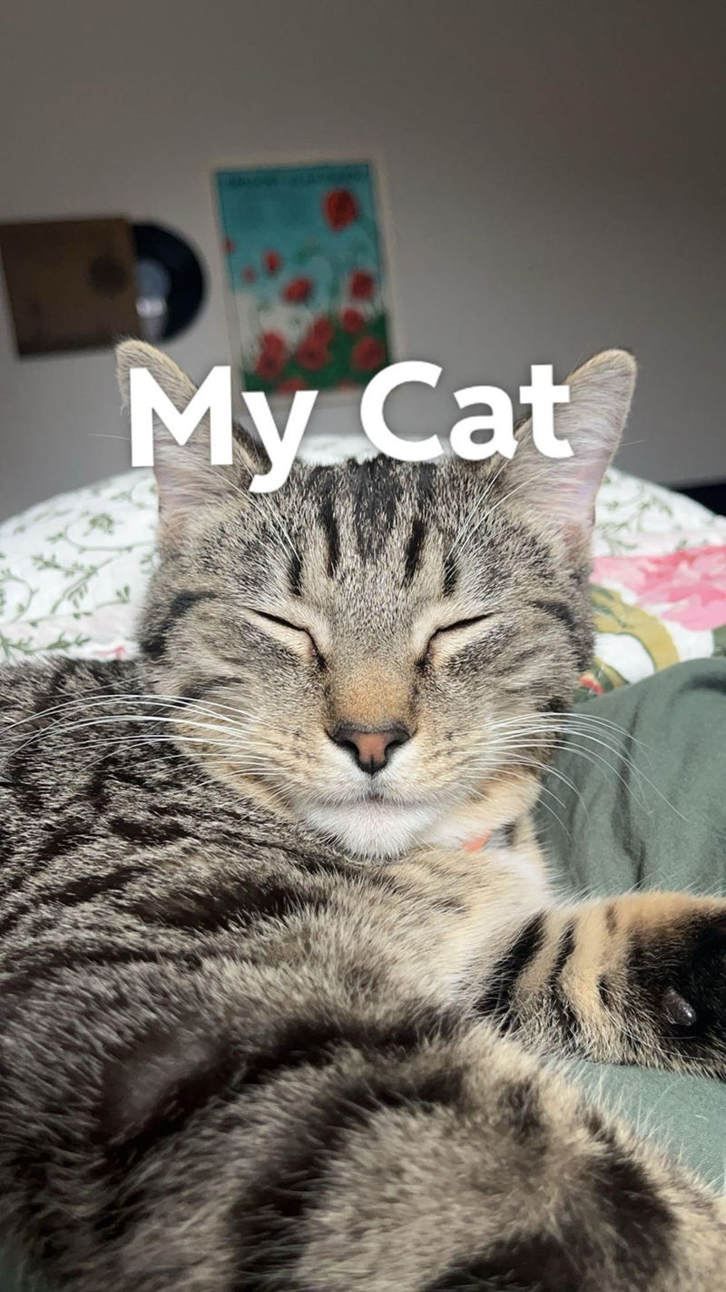 My Cat