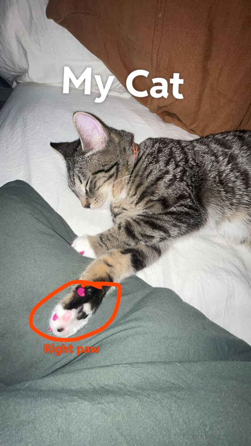 My Cat Right p