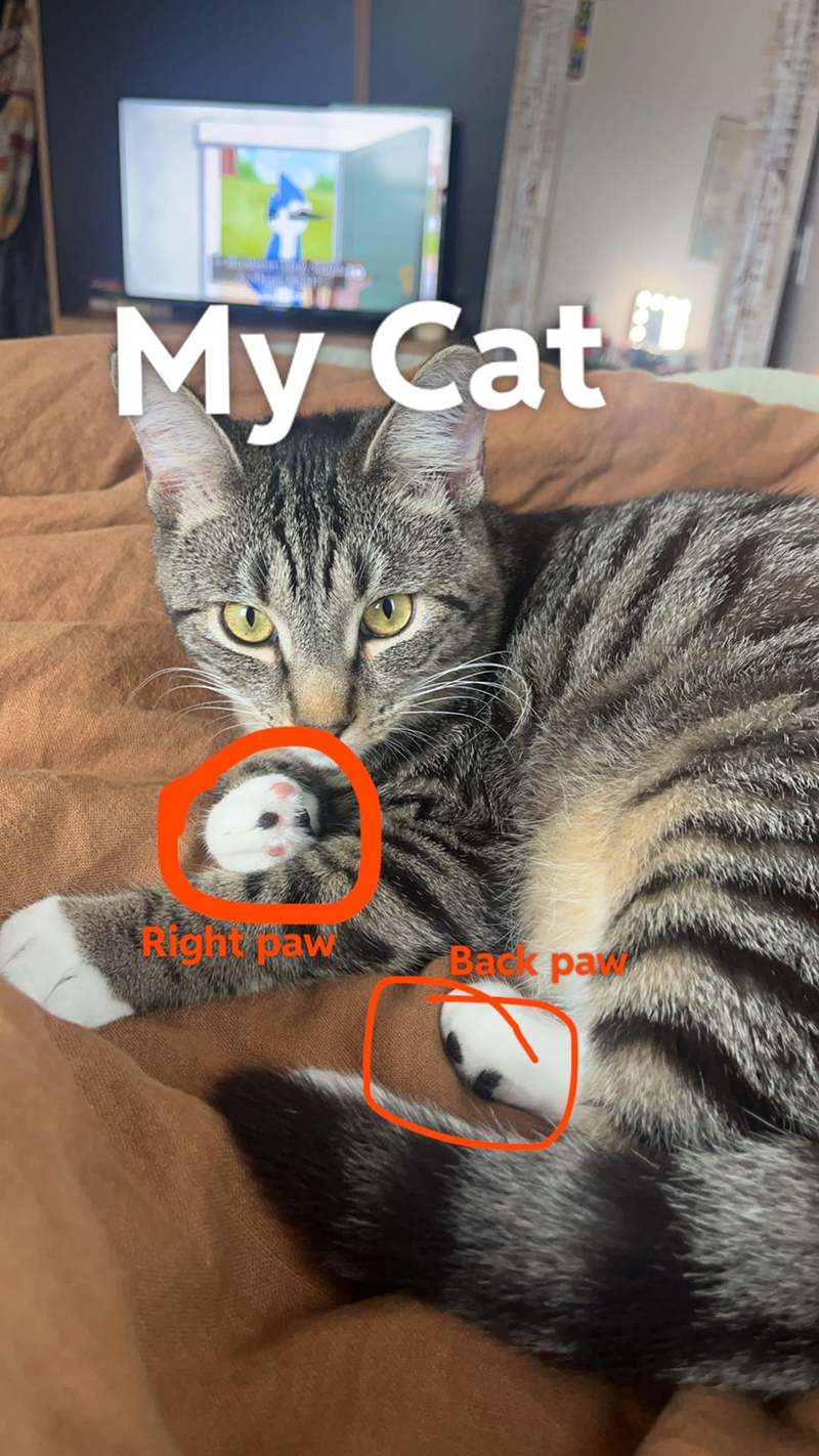 My Cat Right paw Back par