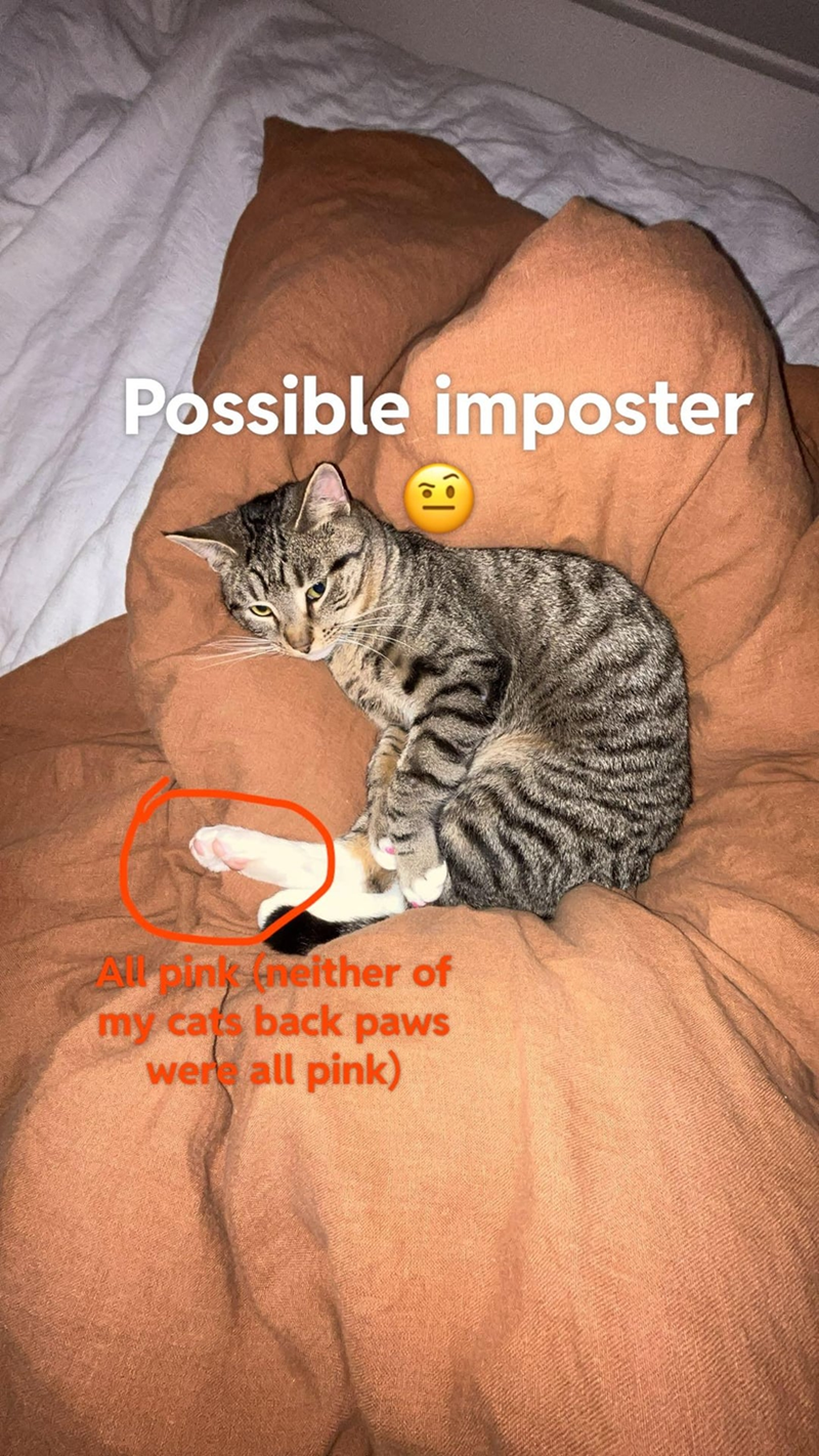 Possible imposter All pink neither of my cats back paws were all pink)
