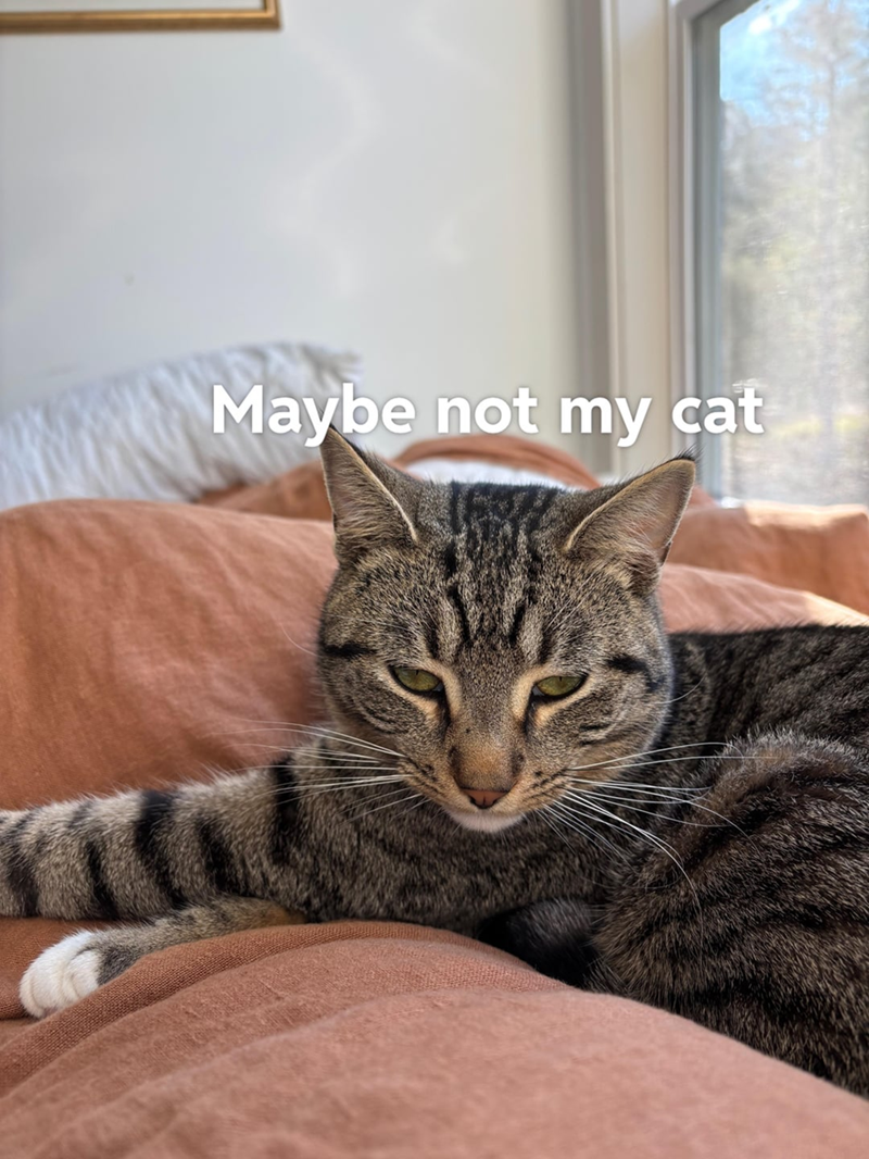 www Maybe not my cat