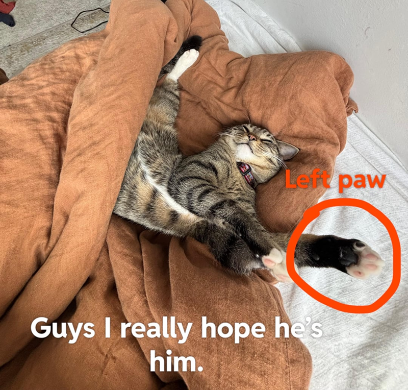 Left paw Guys I really hope he's him.