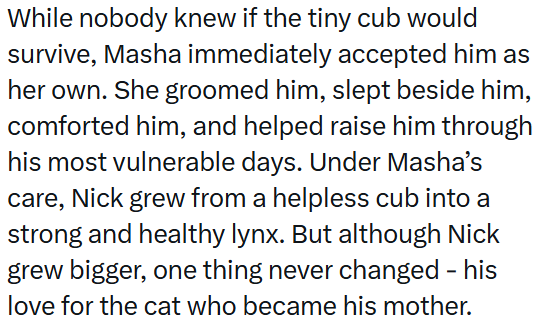 While nobody knew if the tiny cub would survive, Masha immediately accepted him as her own. She groomed him, slept beside him, comforted him, and helped raise him through his most vulnerable days. Under Masha's care, Nick grew from a helpless cub into a strong and healthy lynx. But although Nick grew bigger, one thing never changed - his love for the cat who became his mother.