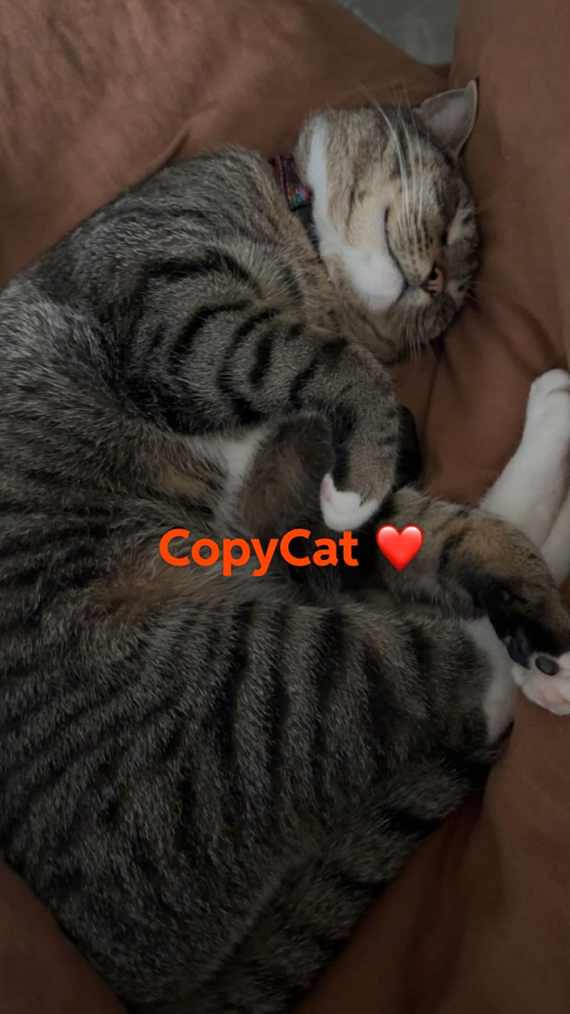 CopyCat
