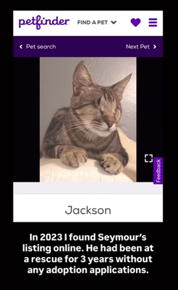 petfinder FIND A PET < Pet search Jackson In 2023 I found Seymour's listing online. He had been at a rescue for 3 years without any adoption applications. = Next Pet > [3 Feedback