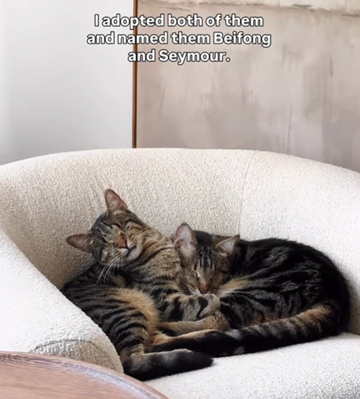 I adopted both of them and named them Beifong and Seymour.