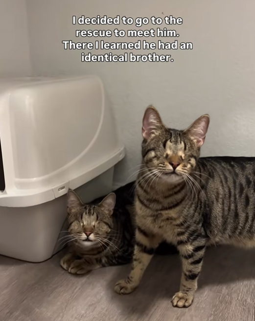 I decided to go to the rescue to meet him. There I learned he had an identical brother.