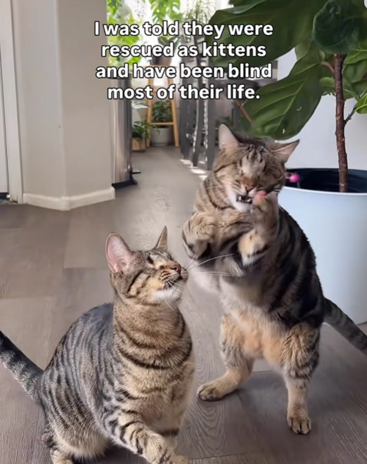 I was told they were rescued as kittens and have been blind most of their life.