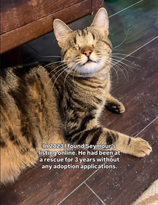 In 2023 I found Seymour's listing online. He had been at a rescue for 3 years without any adoption applications.