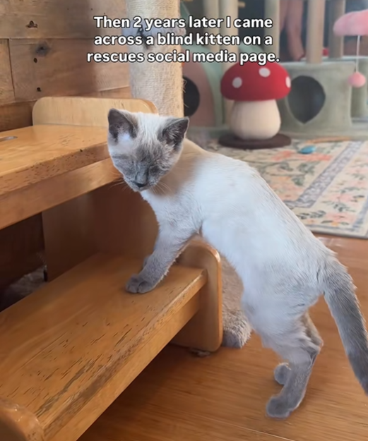 Then 2 years later I came across a blind kitten on a rescues social media page.