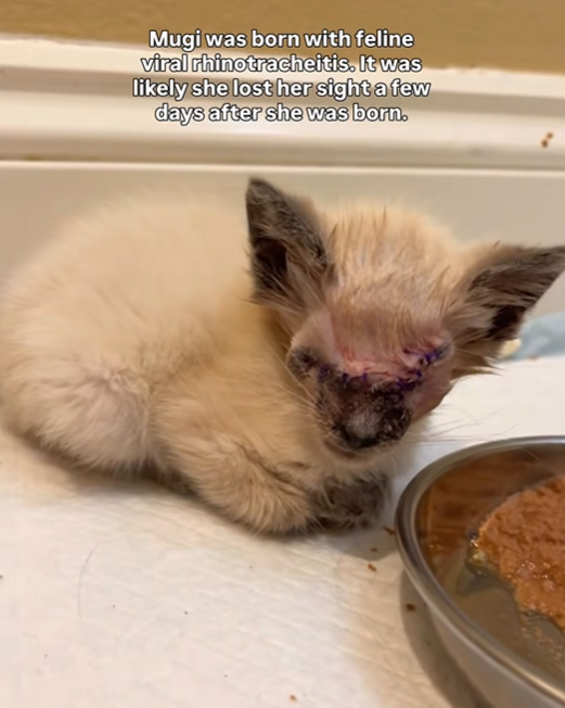 Mugi was born with feline viral rhinotracheitis. It was likely she lost her sight a few days after she was born.