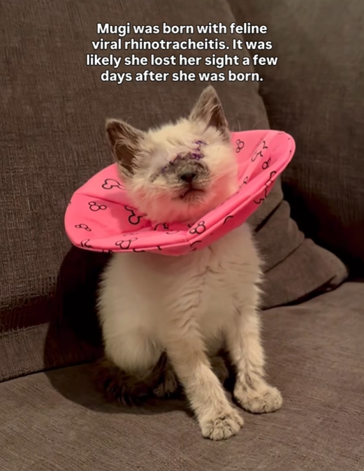 Mugi was born with feline viral rhinotracheitis. It was likely she lost her sight a few days after she was born. 80& 8 8