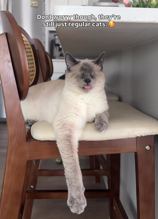 Dont worry though, they're still just regular cats.