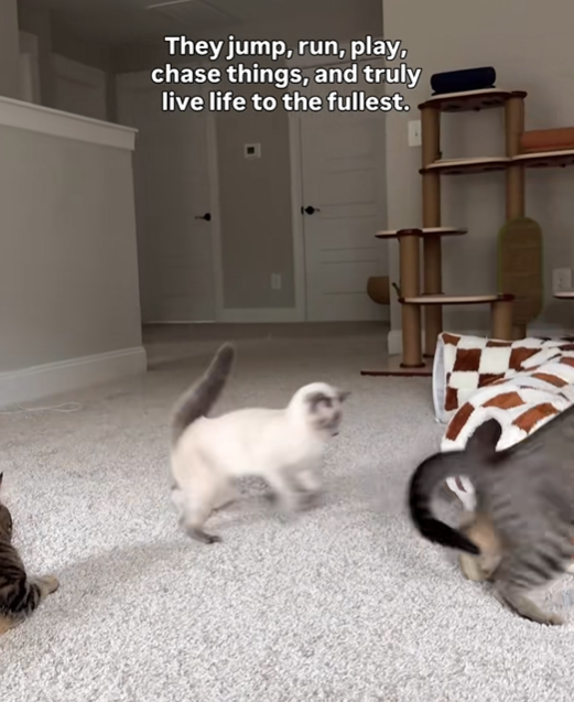 They jump, run, play, chase things, and truly live life to the fullest.