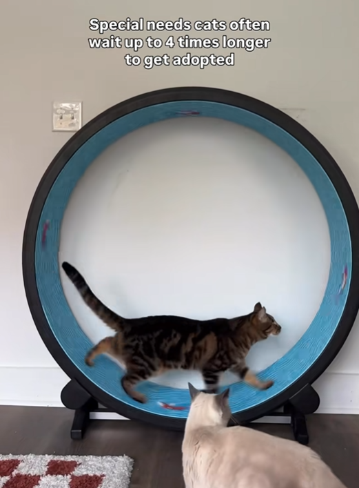 Special needs cats often wait up to 4 times longer to get adopted