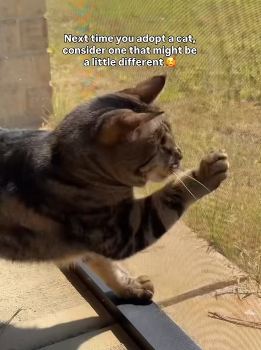 Next time you adopt a cat, consider one that might be a little different