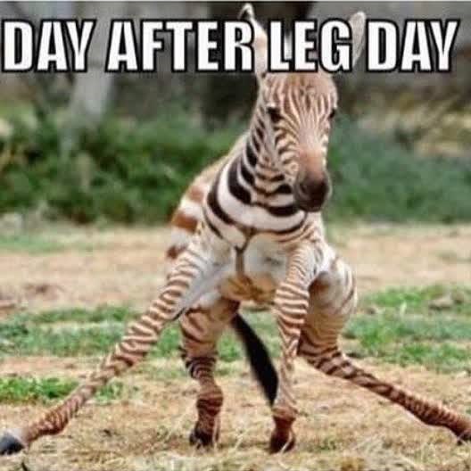 DAY AFTER LEG DAY យោ